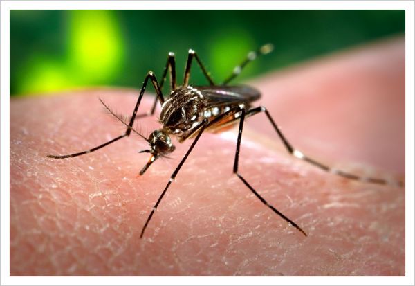 dengue en niños