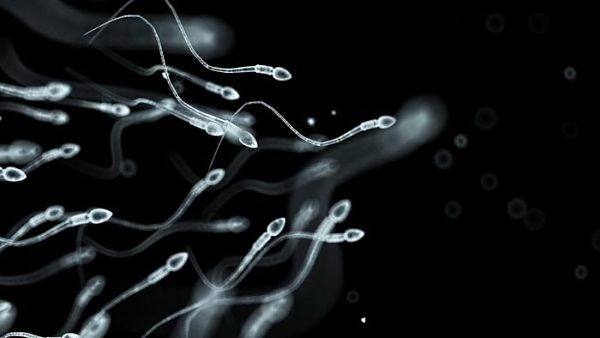 cuánto viven los espermatozoides