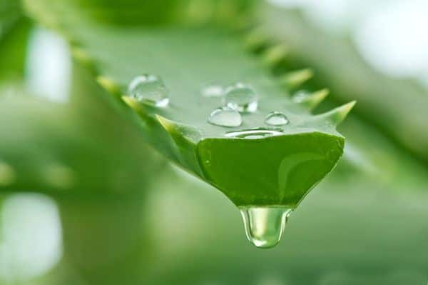 7 Usos del aloe vera para hemorroides ¡TOTALMENTE EFICAZ!